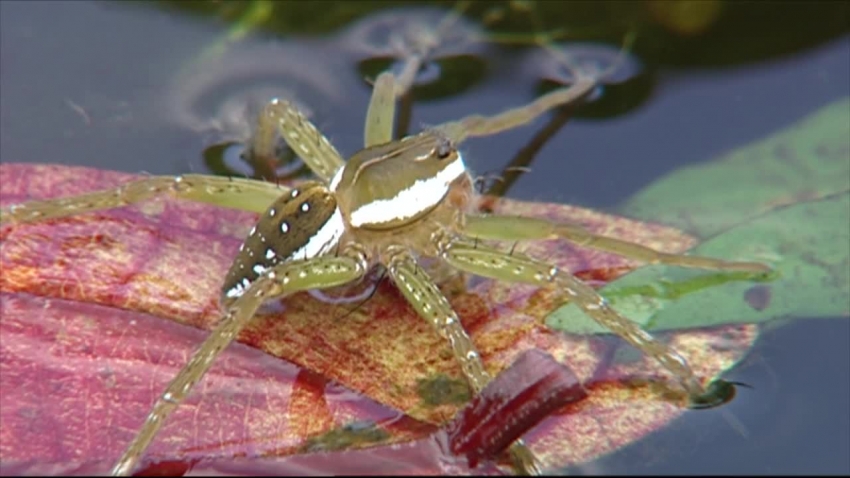 fishing spider on leaf in water video