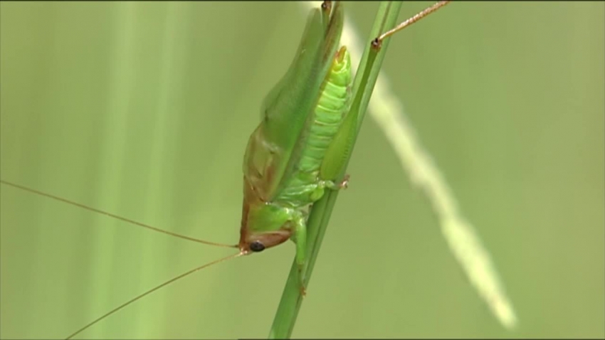 grasshopper calling on blade of grass 2 video