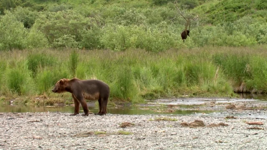group of bears looking for food in river video