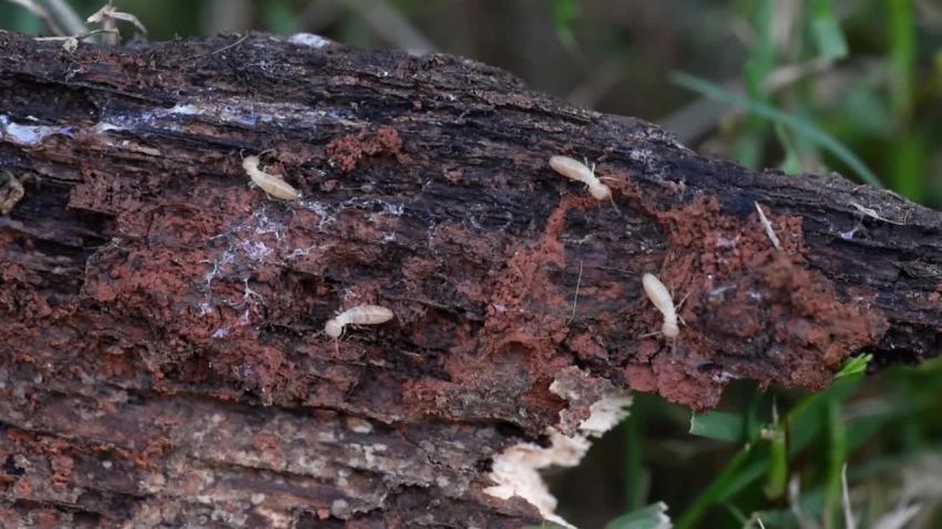 termites crawling on wood video