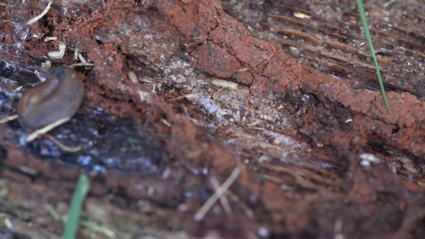 termites crawling on wood video 581