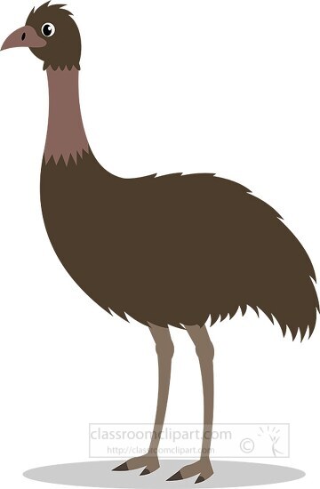 an emu standing on its hind legs on a white background