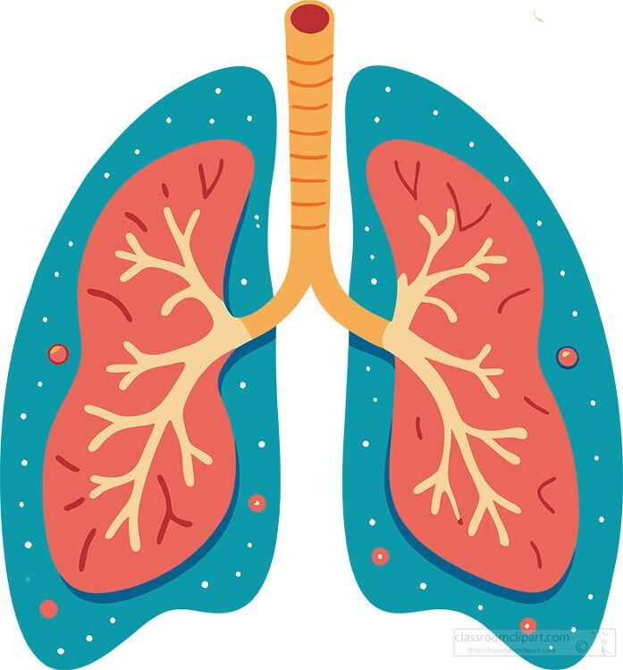 anatomical illustration of human lungs with highlighted airways