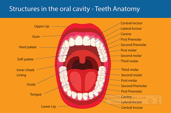 anatomy of teeth oral cavity labeled clipart