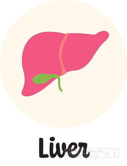 antomy human body liver icon clipart