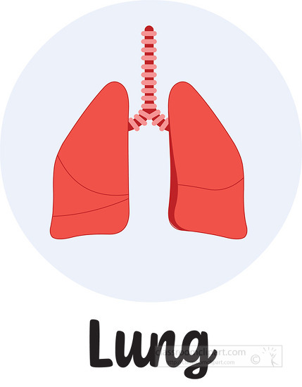 antomy human body lung icon clipart