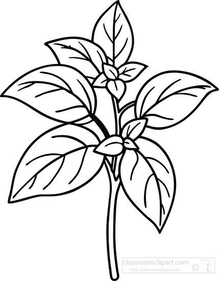 Basil Plant Outline Clipart