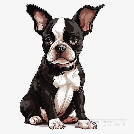big eared boston terrier dog clip art