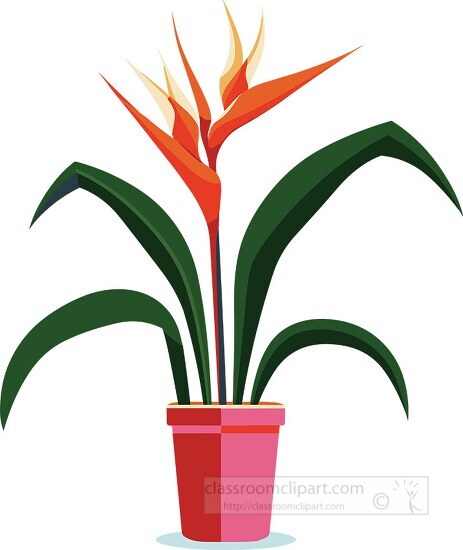 bird of paradise plant in a planter