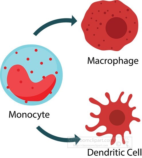 blood cells monocyte macrophase dendritic cell