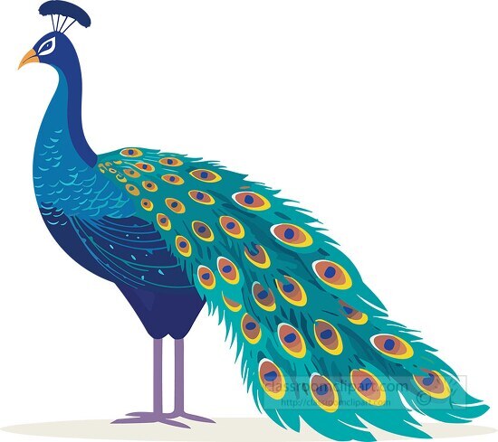 blue peacock long colorful tail feathers clip art