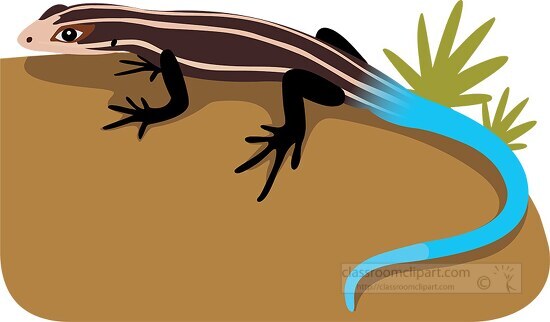 Blue-tailed shinning Skink lizard Clipart