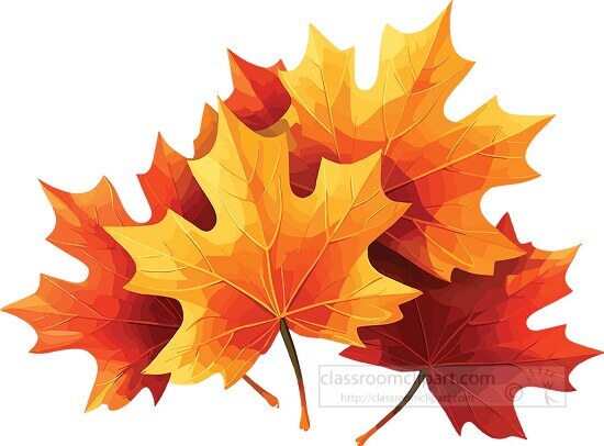 brilliant hues of red orange and yellow in maple leaves