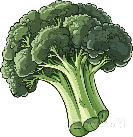 broccoli head on a white background