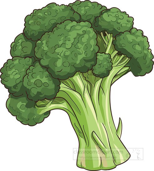 broccoli head on a white background clipart