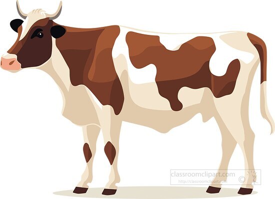 brown and white cow on a white background
