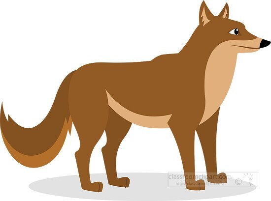 brown Coyote with a black tail stands Clipart