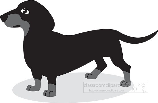 brown long and low dachshund dog gray color clip art