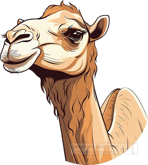 camel face 3