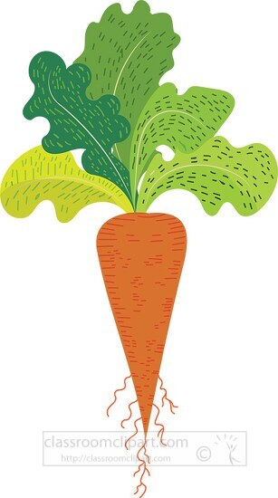 carrot with leaves and roots clipart