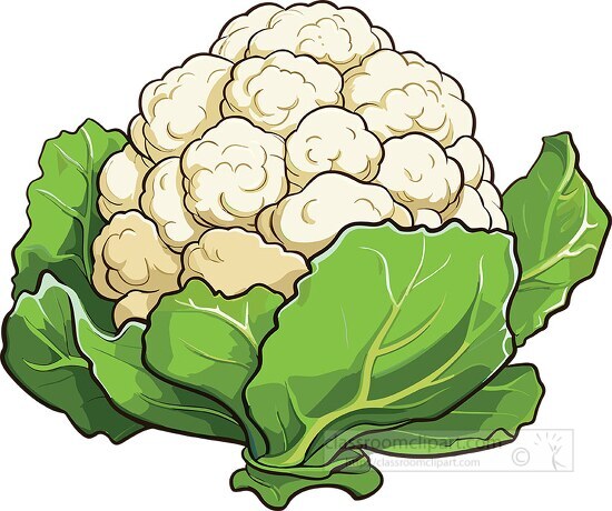 cauliflower rounded head composed of tightly packed florets