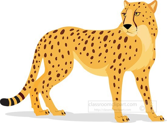Cheetah Clipart-cheetah gazing over shoulder vector clipart