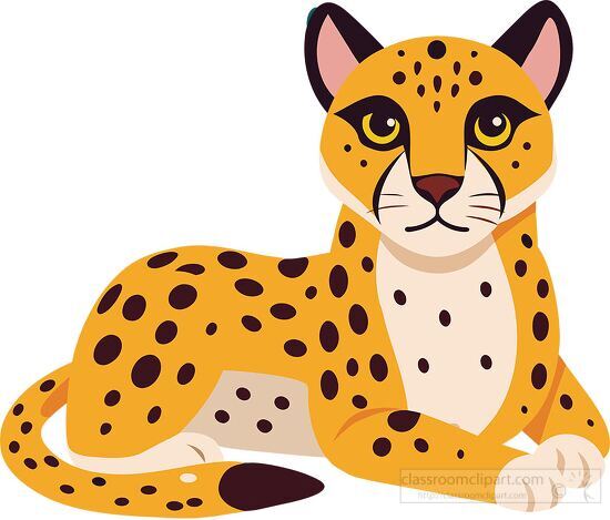 cheetah with a yellow coat and blackspots