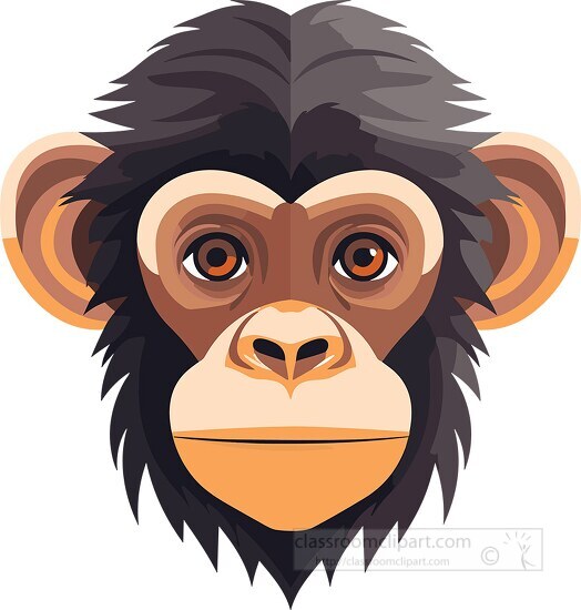 chimpanzee face