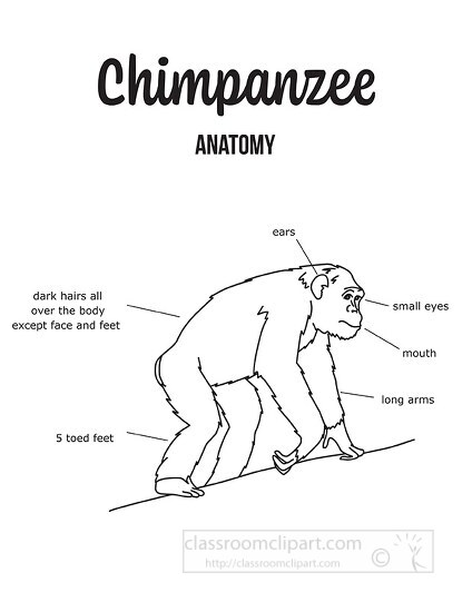 chimpanzee labeled anatomy black outline printout