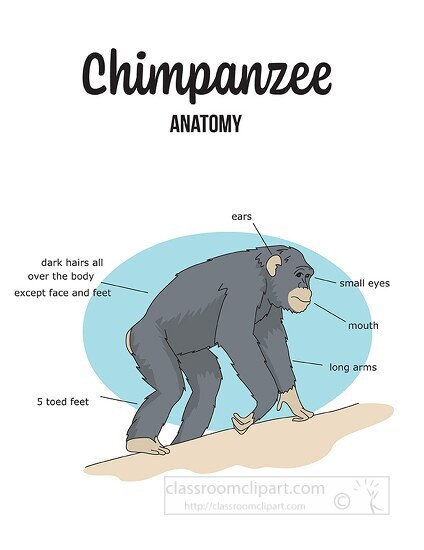 chimpanzee labeled anatomy printout color style 