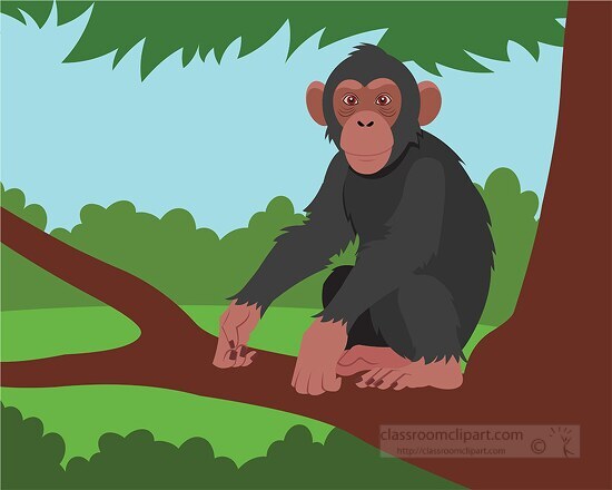 Chimpanzee sitting in a large branch of a tree clipart