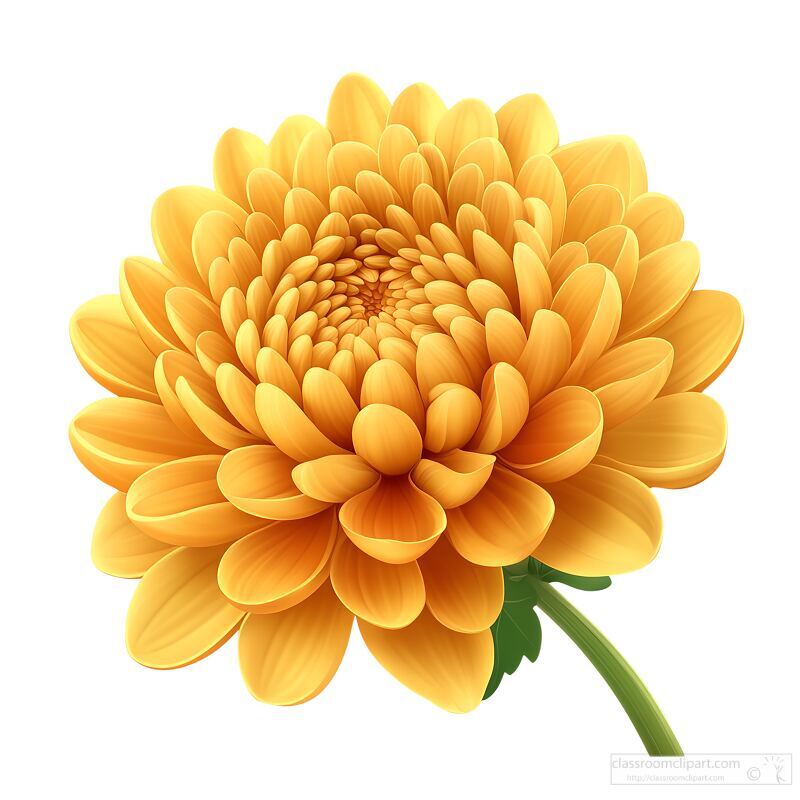 chrysanthemum flower on a white background