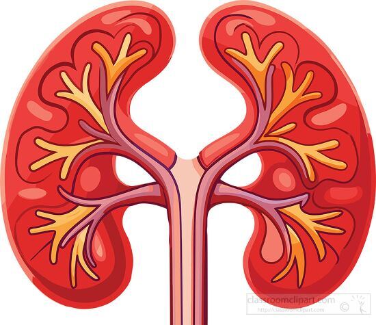 colorful human kidney showing internal structures
