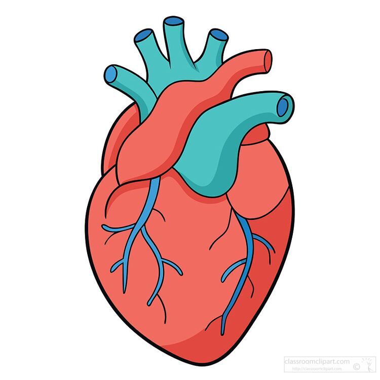 simplified colorful illustration of the human heart