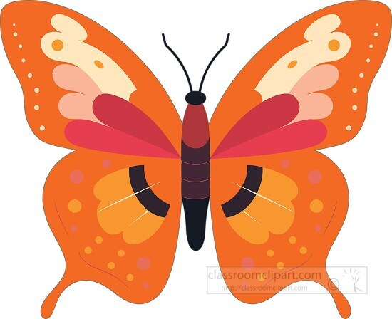 colorful orange large wings butterfly with spots on the wings cl