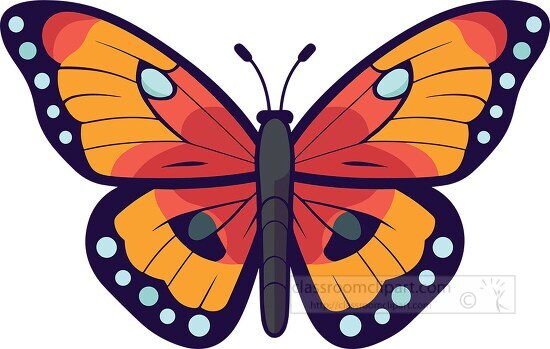 colorful orange red butterfly with blue spots on the wings clip 