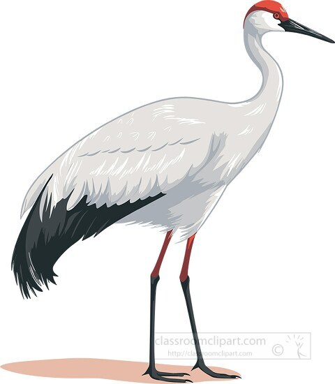 crane bird with long legs