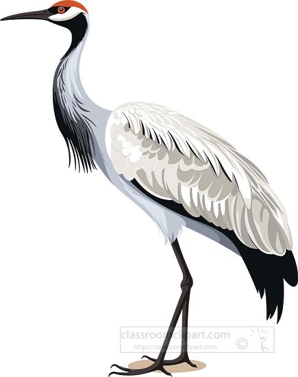 crane bird with slender body