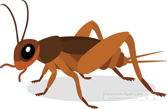 cricket Insects Animal Clipart