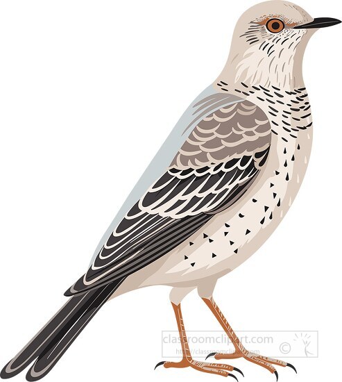 cuckoo bird make a cuckoo sound