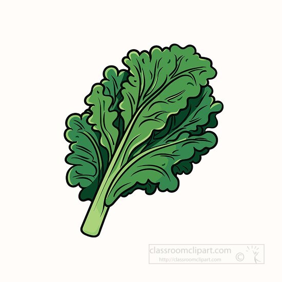 curly green kale leaf clip art