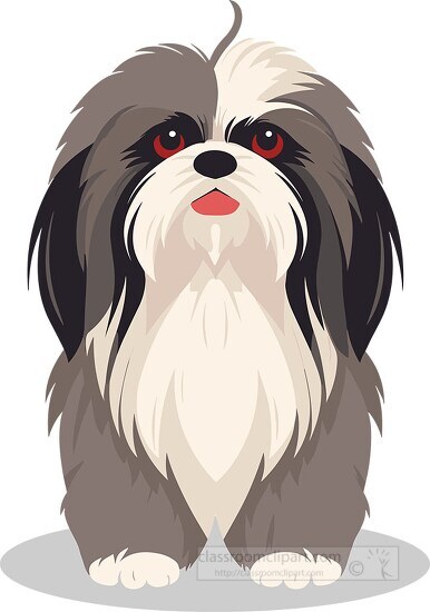 cute adorable long hair shihtzu dog