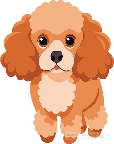 cute adorable poodle dog with a brown coat