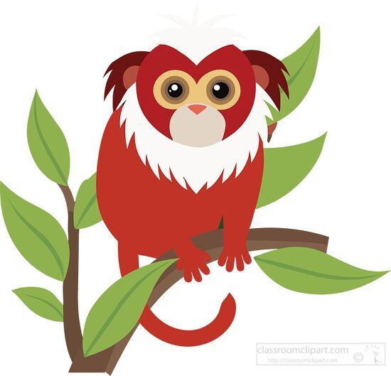 cute baby  tamarin monkey
