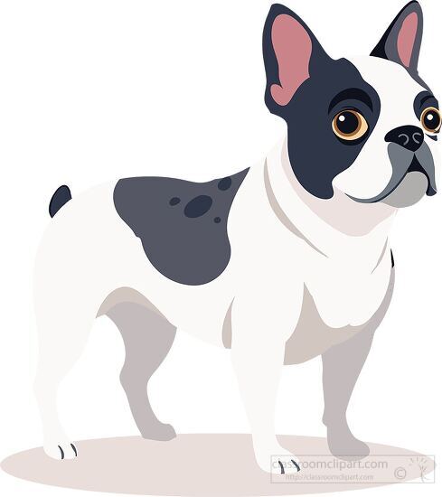 cute French bulldog standing with a white and black coat