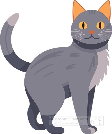 cute korat cat with long tail