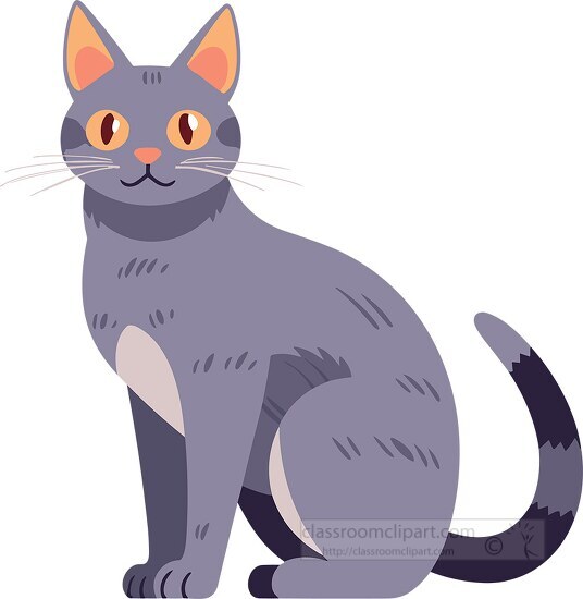 cute short haired gray cat with long tail