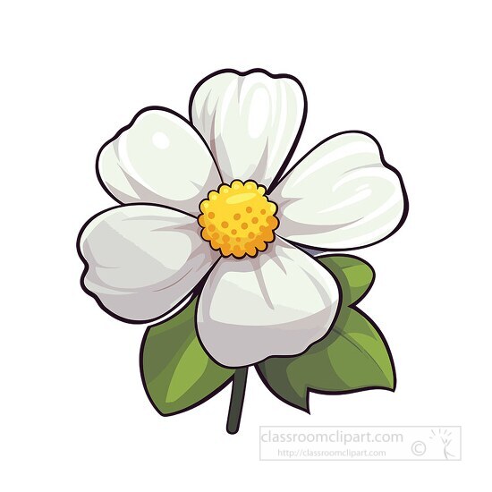 cute white flower with yellow center