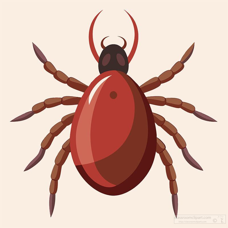 detailed illustration of a brown tick with visible legs and ante