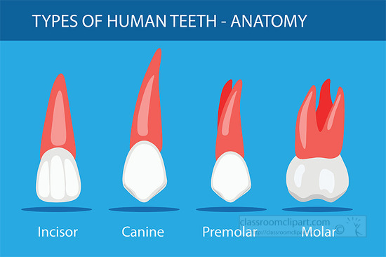 different types of teeth human anatomy clipart